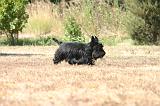 SCOTTISH TERRIER 270